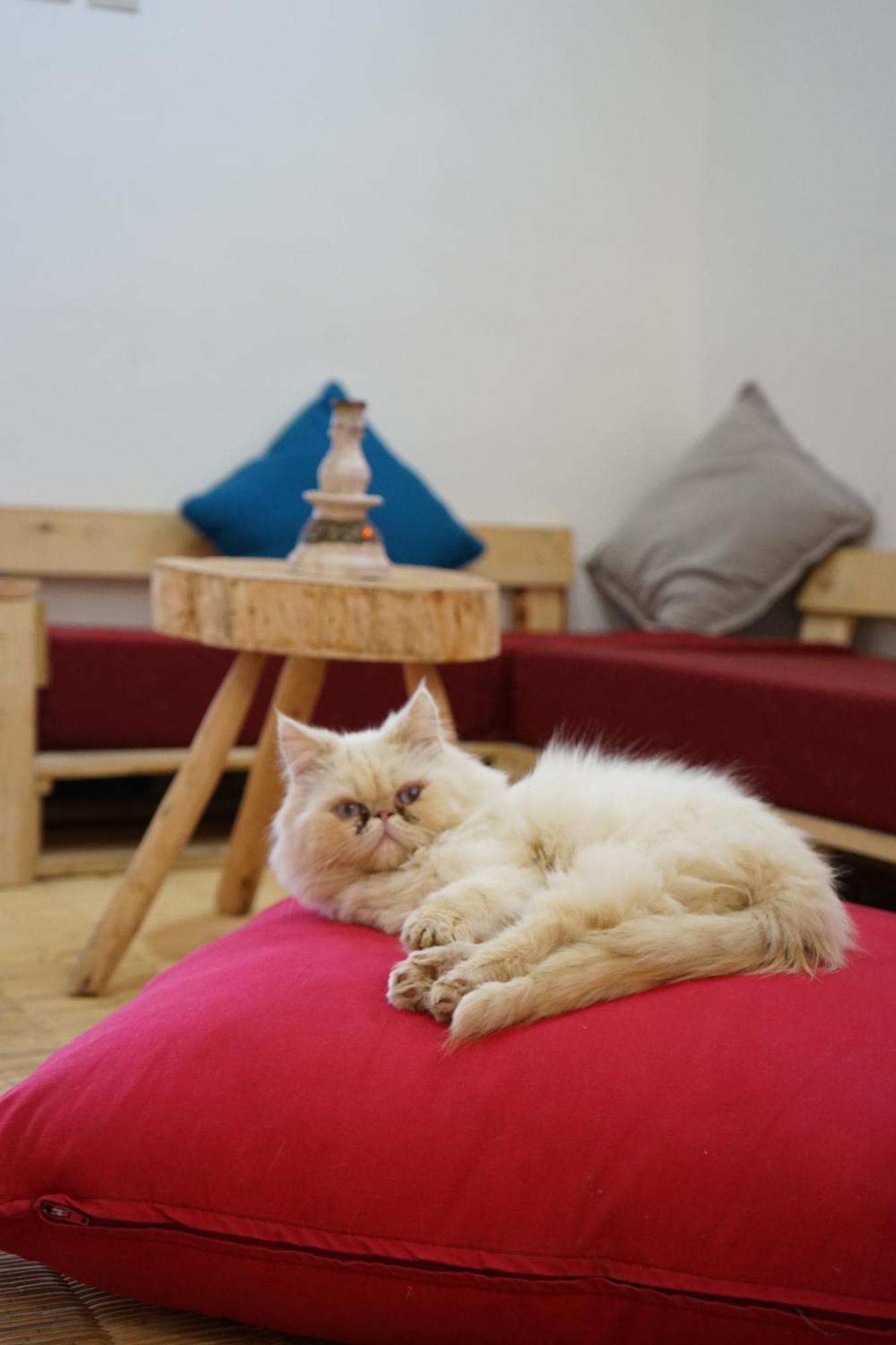 Tama ou Ennza The Moroccan Surf House מראה חיצוני תמונה